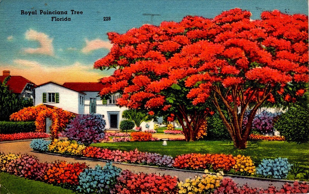 Living in Poinciana FL: A Tranquil Haven amidst Nature's Beauty