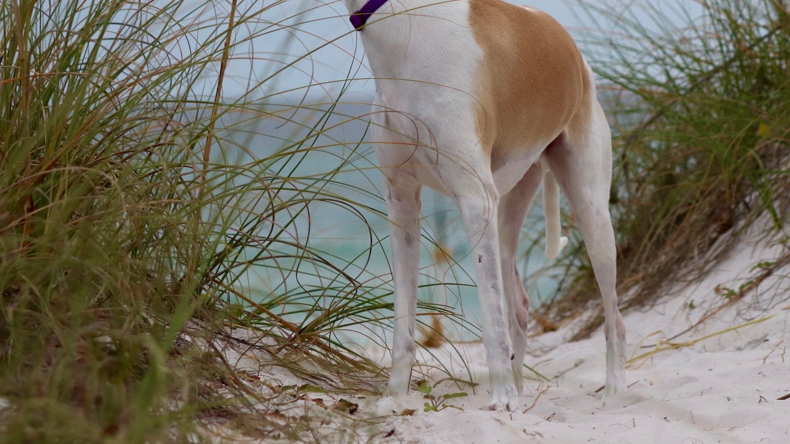 Navigating Panama City ‌Beach's Flourishing Real ⁢Estate Market:‍ Finding the Perfect Realtor