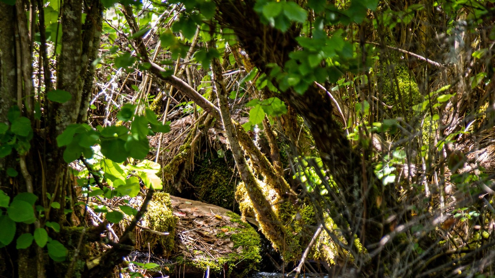 Unveiling ​the Hidden Gems⁢ of North⁢ Miami FL: Trulia's Local Insights for a ‌Vibrant ⁣Community Experience